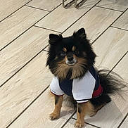 Onix Cortes is registered to the contest to win money with this photo: dog, small_dog, pet, indoor, floor, tile_floor, black_fur, brown_fur, fur, sitting, clothing, jacket, animal, cute, looking_up, curious, companionship, domestic, canine, fur_texture