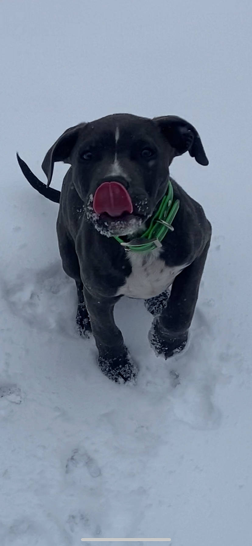 Bubba joined the competition — help win amazing prizes! canidae, carnivore, collar, companion_dog, dog, dog_breed, dog_clothes, dog_collar, dog_supply, fawn, freezing, guard_dog, personal_protective_equipment, pet_supply, snout, snow, sporting_group, winter, working_animal, working_dog