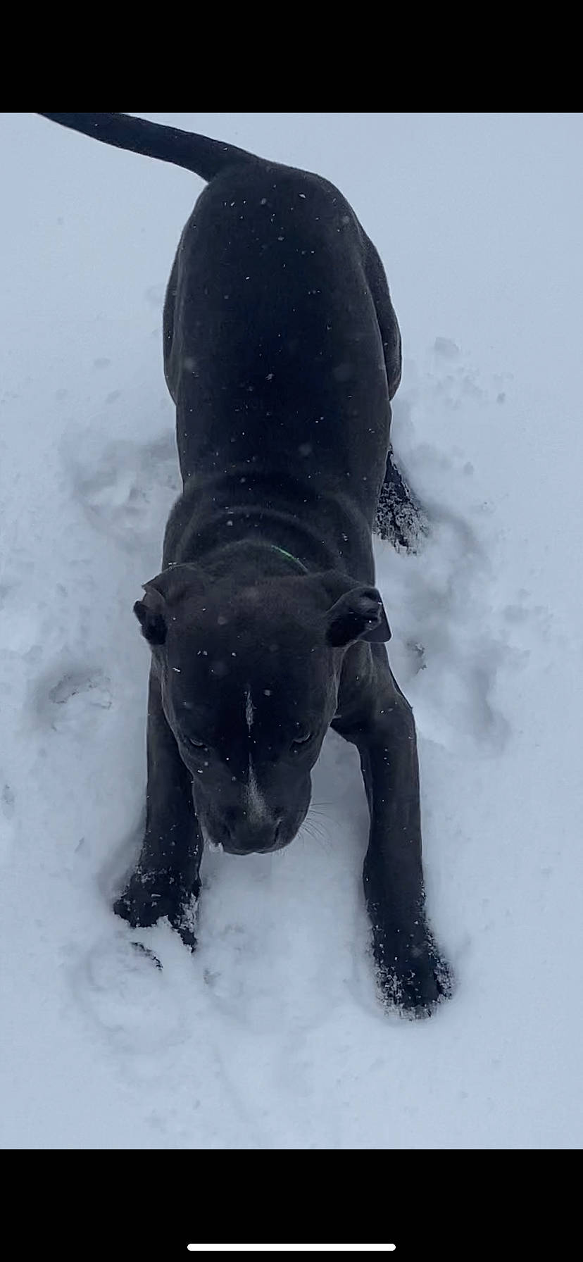 Bubba joined the competition — help win amazing prizes! canidae, carnivore, dog, dog_breed, electric_blue, fawn, freezing, fur, guard_dog, liver, non_sporting_group, precipitation, snow, sporting_group, terrestrial_animal, wildlife, winter, working_animal