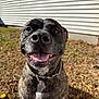 dog, brindle, smiling, tongue_out, collar, pet, outdoor, grass, yard, leaves, house, white_siding, sunlight, closeup, canine, friendly, happy, animal, mammal, portrait