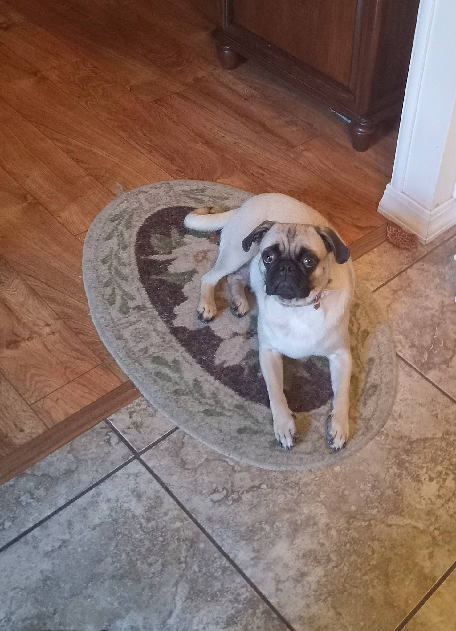 Shyanne joined the competition — help win amazing prizes! canidae, carnivore, companion_dog, dog, dog_breed, door, fawn, floor, flooring, hardwood, laminate_flooring, pug, snout, tail, toy_dog, wood, wood_flooring, wood_stain, working_animal, wrinkle