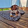 Tiplouf participe au concours pour gagner de l'argent avec cette photo : dog, brown_and_white, pet, canine, lying_down, chew_bone, cushion, patterned_bedding, wooden_deck, outdoor, sunlight, window, portrait, relaxed, animal, long_ears, short_coat, white_markings, chewing, home