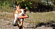 Tiplouf a rejoint le concours — aidez-le/la à gagner de superbes lots ! dog, carrot_toy, pet, animal, outdoors, woodland, grass, dirt, running, action, playful, portrait, canine, brown_and_white, ears, mouth, toy, nature, daylight, motion