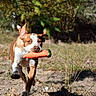 dog, carrot_toy, pet, animal, outdoors, woodland, grass, dirt, running, action, playful, portrait, canine, brown_and_white, ears, mouth, toy, nature, daylight, motion