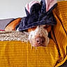 Tiplouf a rejoint le concours — aidez-le/la à gagner de superbes lots ! dog, pet, sleeping, resting, hat, costume, flower_hat, pink, black, brown, white, couch, cushion, blanket, cozy, indoor, portrait, close_up, funny, relaxed