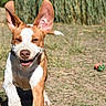 dog, puppy, pet, animal, outdoor, grass, field, playful, happy, smiling, running, portrait, brown_and_white, large_ears, upright_ears, toy, dirt, sunlight, canine, photography