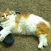 Prescious is registered to the contest to win money with this photo: animal, carpet, cat, claw, comfort, cute, domestic, floor, fluffy, fur, household, indoor, lying_down, orange_and_white, paw, pet, relaxed, sandal, shoe, tail