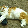 animal, carpet, cat, claw, comfort, cute, domestic, floor, fluffy, fur, household, indoor, lying_down, orange_and_white, paw, pet, relaxed, sandal, shoe, tail