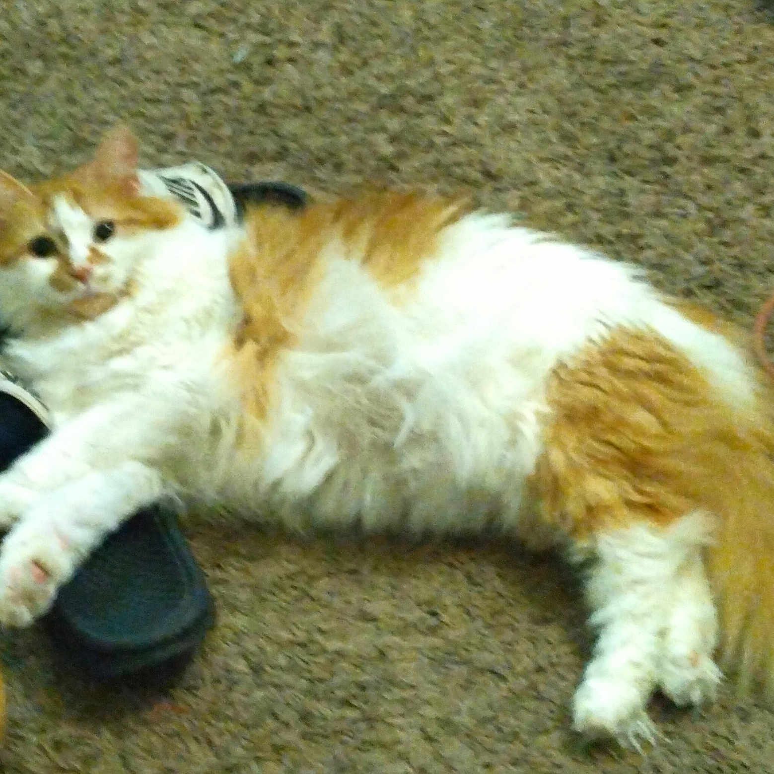 Prescious is registered to the contest to win money with this photo: animal, carpet, cat, claw, comfort, cute, domestic, floor, fluffy, fur, household, indoor, lying_down, orange_and_white, paw, pet, relaxed, sandal, shoe, tail