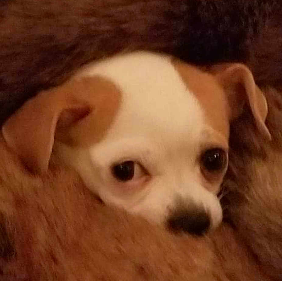Mason is registered to the contest to win money with this photo: dog, puppy, face, brown, white, fur, blanket, closeup, cute, pet, animal, ears, nose, eyes, cozy, soft, indoor, resting, snuggled, portrait