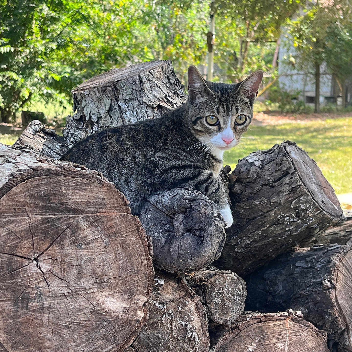Milo joined the competition — help win amazing prizes! animal, backyard, cat, curious, ears, eyes, feline, fur, greenery, logs, mammal, nature, outdoor, pet, resting, sunlight, tabby, tree, whiskers, wood