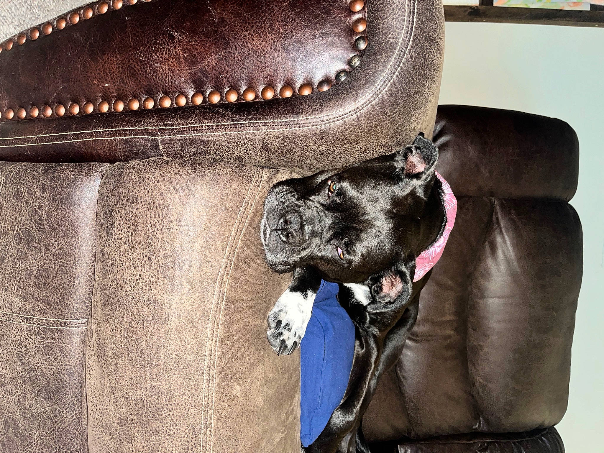 Lilly is registered to the contest to win money with this photo: auto_part, bag, brown, canidae, carnivore, collar, comfort, companion_dog, dog, dog_breed, dog_collar, electric_blue, fashion_accessory, fur, leather, liver, luggage_and_bags, pet_supply, vehicle_door, working_animal