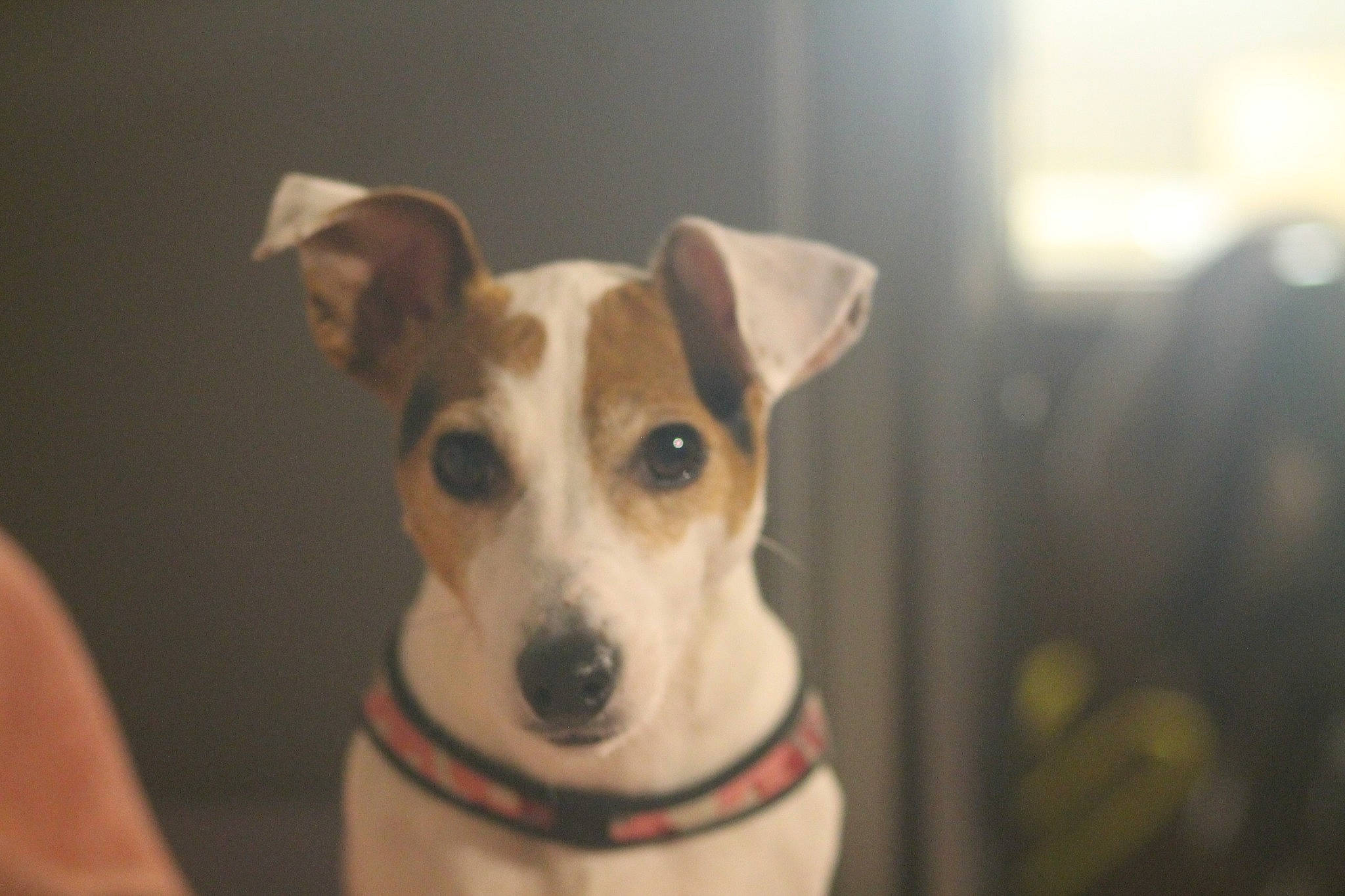 Lola participe au concours pour gagner de l'argent avec cette photo : canidae, carnivore, companion_dog, dog, dog_breed, fawn, feist, fox_terrier, jack_russell_terrier, mammal, miniature_fox_terrier, puppy, rare_breed_dog, rat_terrier, russell_terrier, smooth_fox_terrier, snout, tenterfield_terrier, vertebrate, whiskers