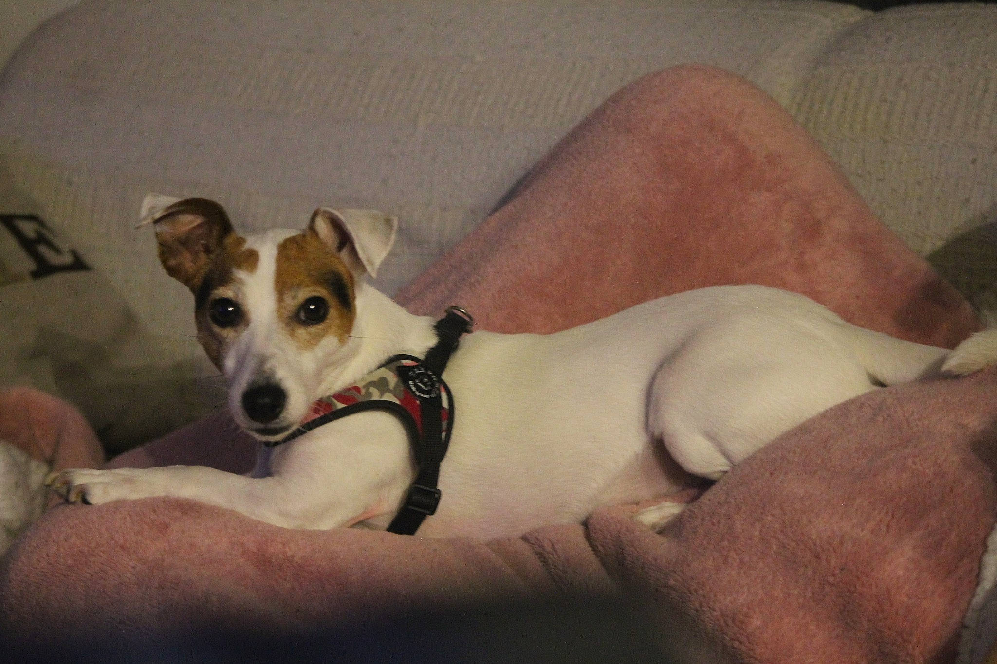 Lola participe au concours pour gagner de l'argent avec cette photo : canidae, carnivore, companion_dog, dog, dog_breed, feist, fox_terrier, greyhound, lurcher, magyar_agar, mammal, miniature_fox_terrier, parson_russell_terrier, rare_breed_dog, rat_terrier, russell_terrier, teddy_roosevelt_terrier, tenterfield_terrier, vertebrate, whippet