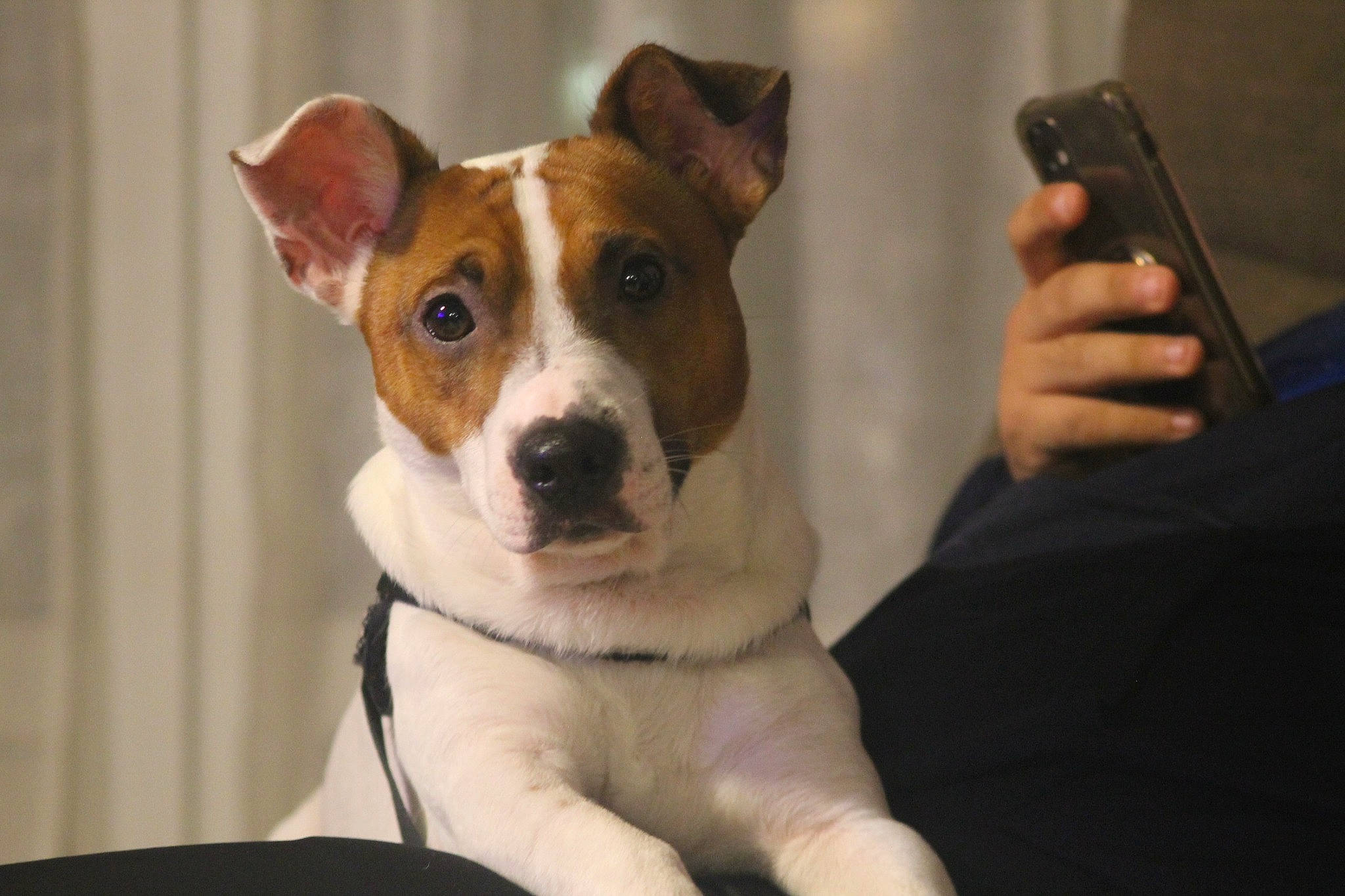 Oby participe au concours pour gagner de l'argent avec cette photo : brazilian_terrier, canidae, carnivore, companion_dog, dog, dog_breed, fawn, feist, jack_russell_terrier, mammal, miniature_fox_terrier, puppy, rare_breed_dog, rat_terrier, russell_terrier, smooth_fox_terrier, snout, teddy_roosevelt_terrier, tenterfield_terrier, vertebrate