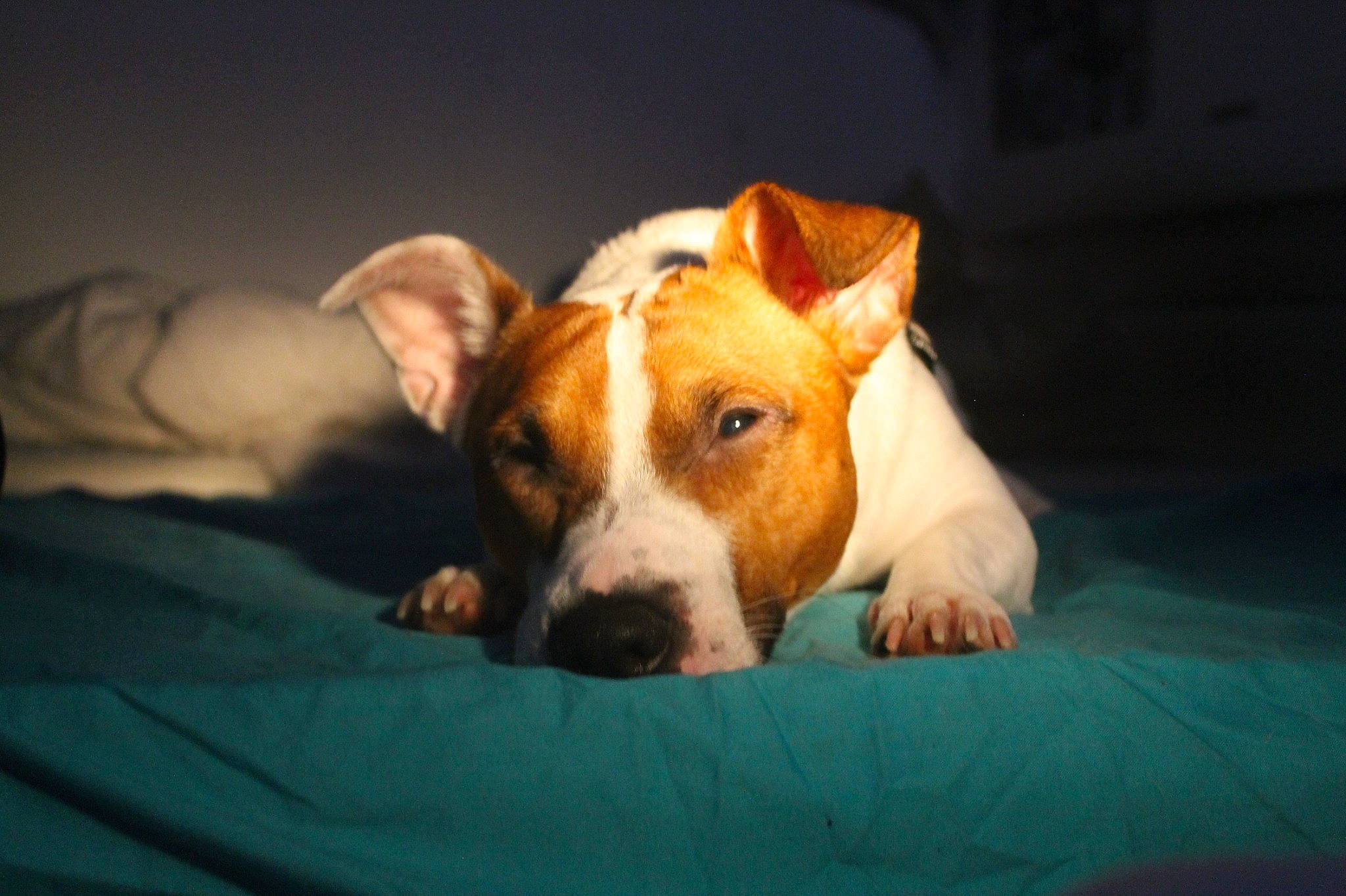 Oby participe au concours pour gagner de l'argent avec cette photo : american_staffordshire_terrier, canidae, carnivore, companion_dog, dog, dog_breed, ear, fawn, irishjacks, jack_russell_terrier, mammal, nose, puppy, snout, sporting_group, terrier, vertebrate