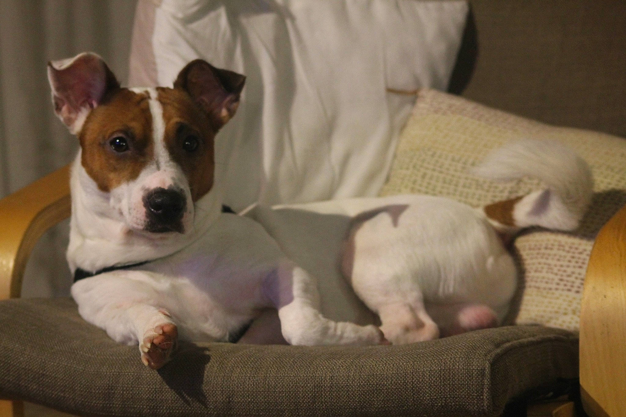 Oby a rejoint le concours — aidez-le/la à gagner de superbes lots ! brazilian_terrier, canidae, carnivore, companion_dog, dog, dog_breed, fawn, feist, irishjacks, jack_russell_terrier, mammal, miniature_fox_terrier, parson_russell_terrier, puppy, rat_terrier, russell_terrier, snout, teddy_roosevelt_terrier, tenterfield_terrier, vertebrate