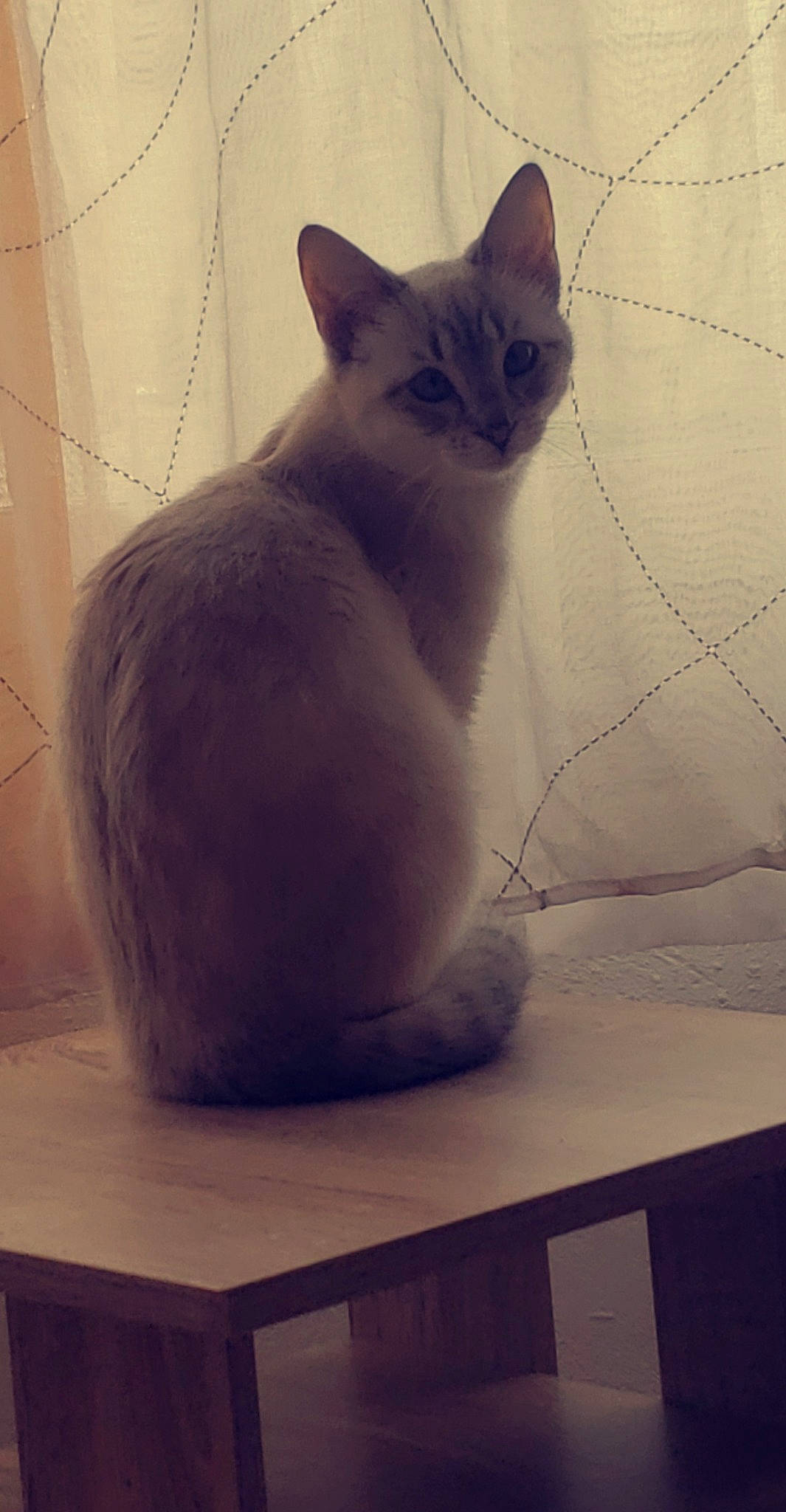 Hollympe participe au concours pour gagner de l'argent avec cette photo : carnivore, cat, comfort, desk, domestic_short_haired_cat, felidae, flooring, fur, line, paw, sitting, small_to_medium_sized_cats, snout, square, table, tail, whiskers