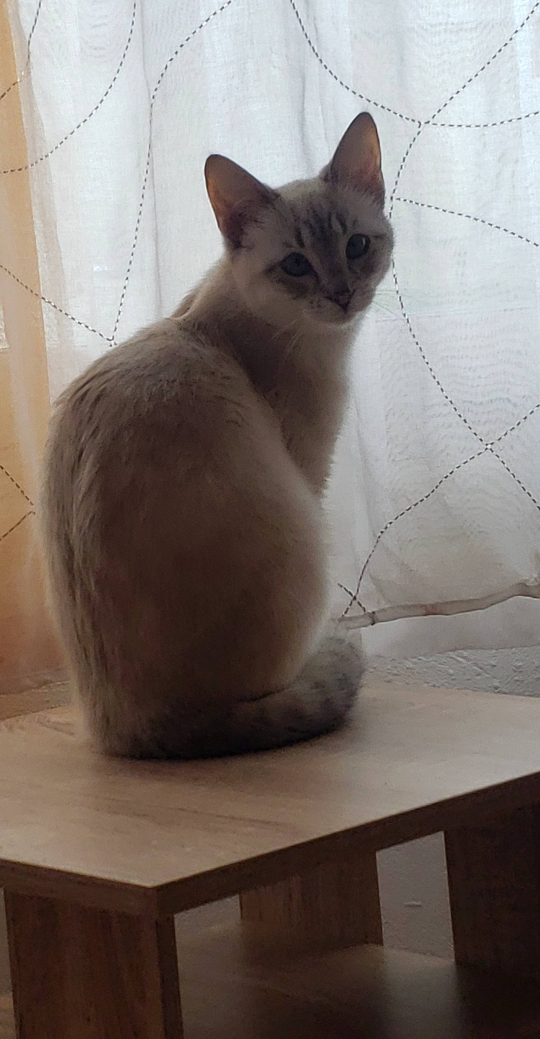 Hollympe participe au concours pour gagner de l'argent avec cette photo : carnivore, cat, comfort, domestic_short_haired_cat, fawn, felidae, flooring, fur, grey, paw, pet_supply, sitting, small_to_medium_sized_cats, snout, table, tail, thai, whiskers, window, wood