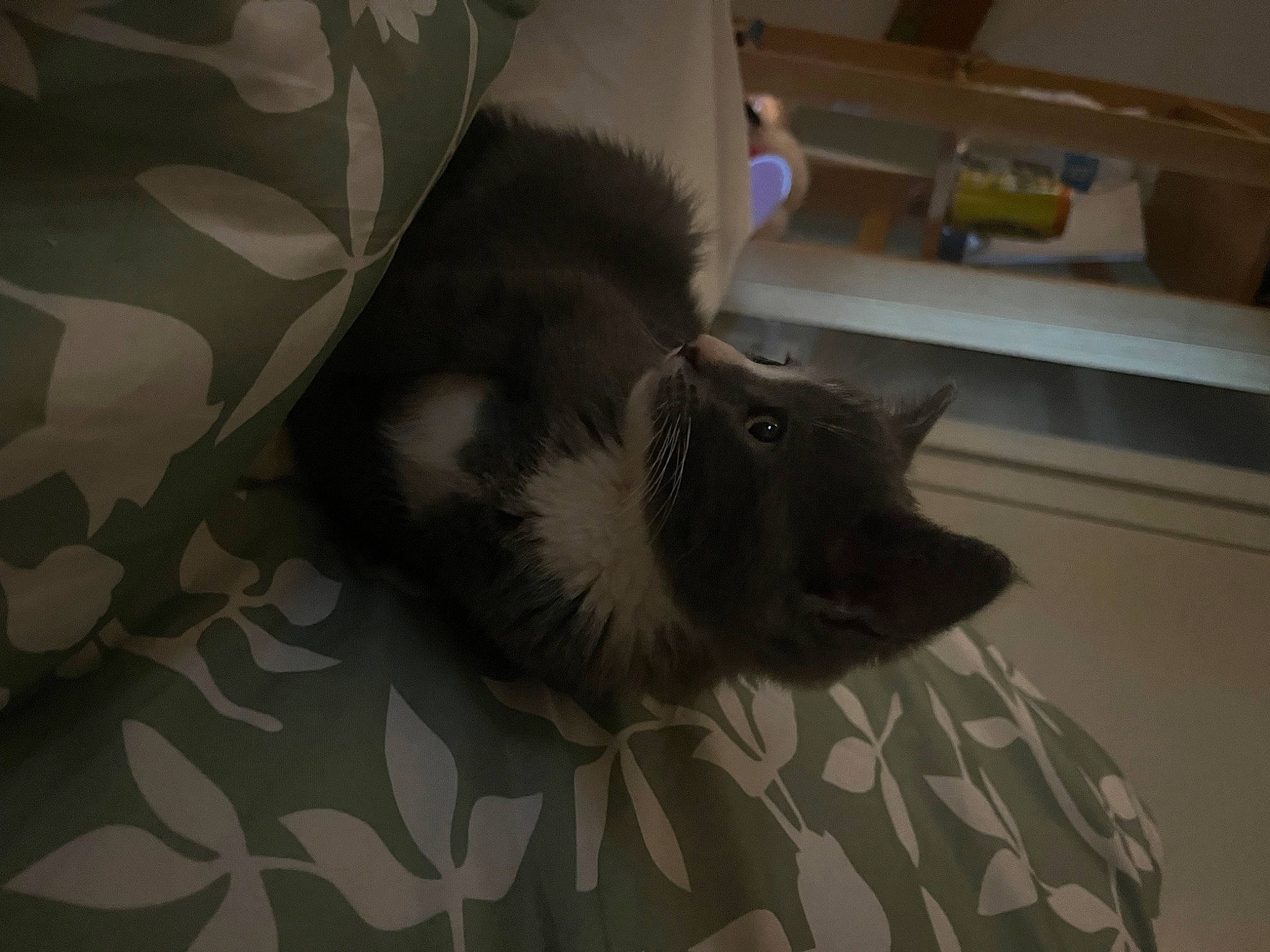 Moon joined the competition — help win amazing prizes! black_cat, canidae, cat, comfort, companion_dog, dog_breed, domestic_short_haired_cat, felidae, floor, flooring, fur, grey, hardwood, human_leg, paw, room, small_to_medium_sized_cats, snout, tail, whiskers