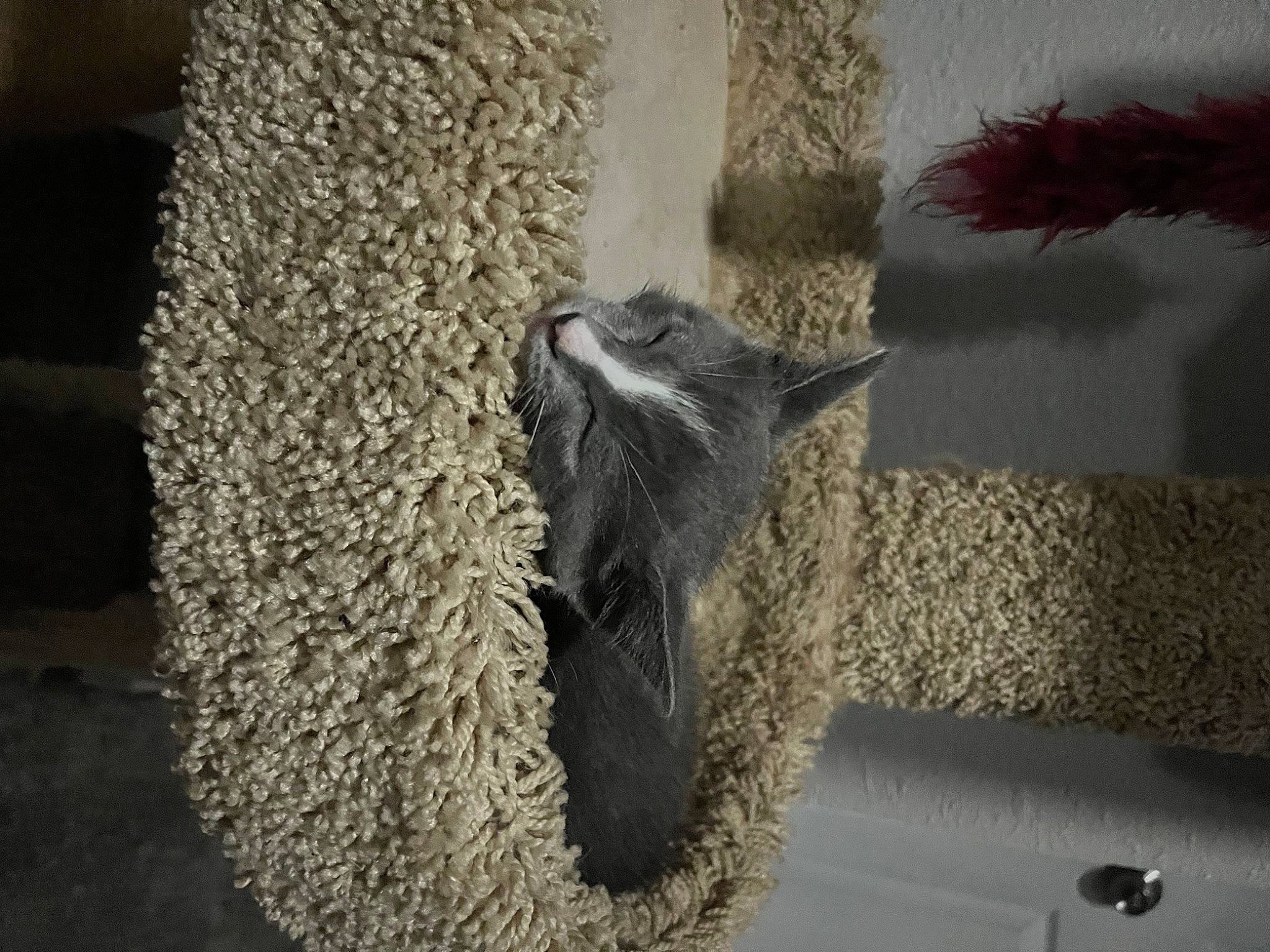 Moon is registered to the contest to win money with this photo: animal_feed, felidae, fur, grey, livestock, natural_material, plant, small_to_medium_sized_cats, snout, tail, terrestrial_animal, whiskers, window