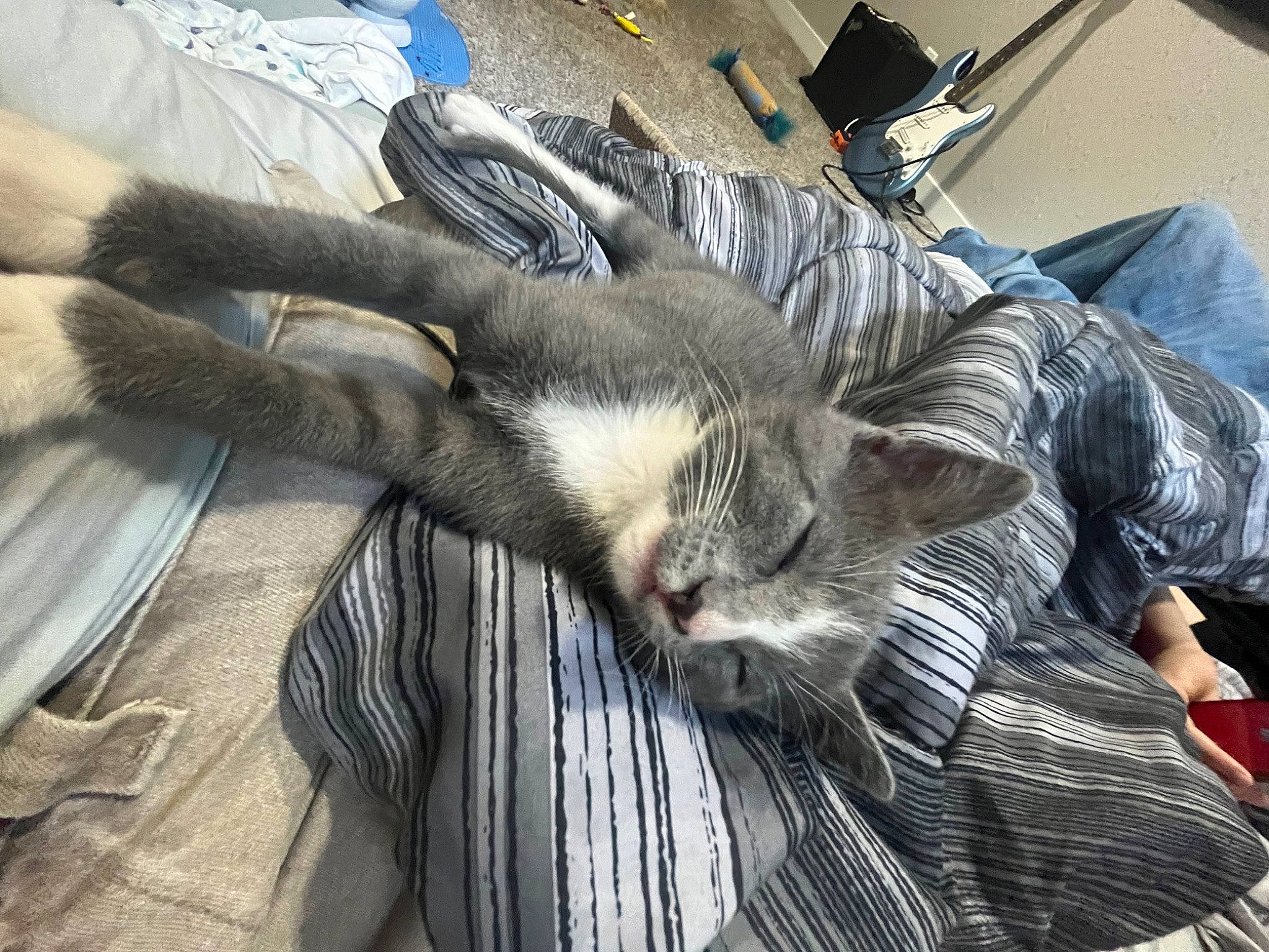 Moon joined the competition — help win amazing prizes! automotive_tire, bicycle_tire, canidae, carnivore, cat, comfort, domestic_short_haired_cat, felidae, flooring, fur, grey, human_leg, nap, rim, small_to_medium_sized_cats, snout, tail, tire, wheel, whiskers