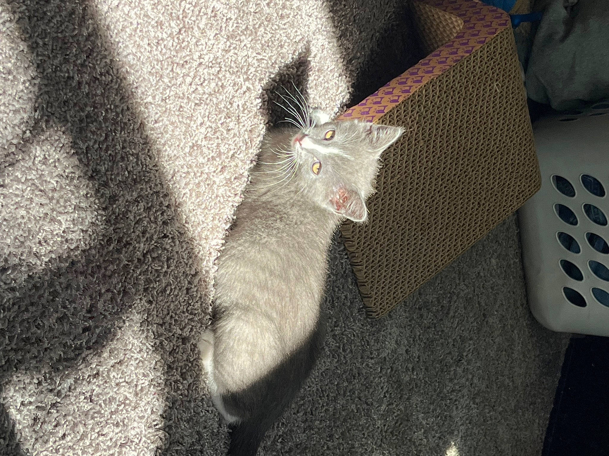 Moon is registered to the contest to win money with this photo: carnivore, cat, claw, comfort, domestic_short_haired_cat, fawn, felidae, flooring, foot, fur, gesture, grey, human_leg, leg, linens, paw, small_to_medium_sized_cats, snout, tail, whiskers