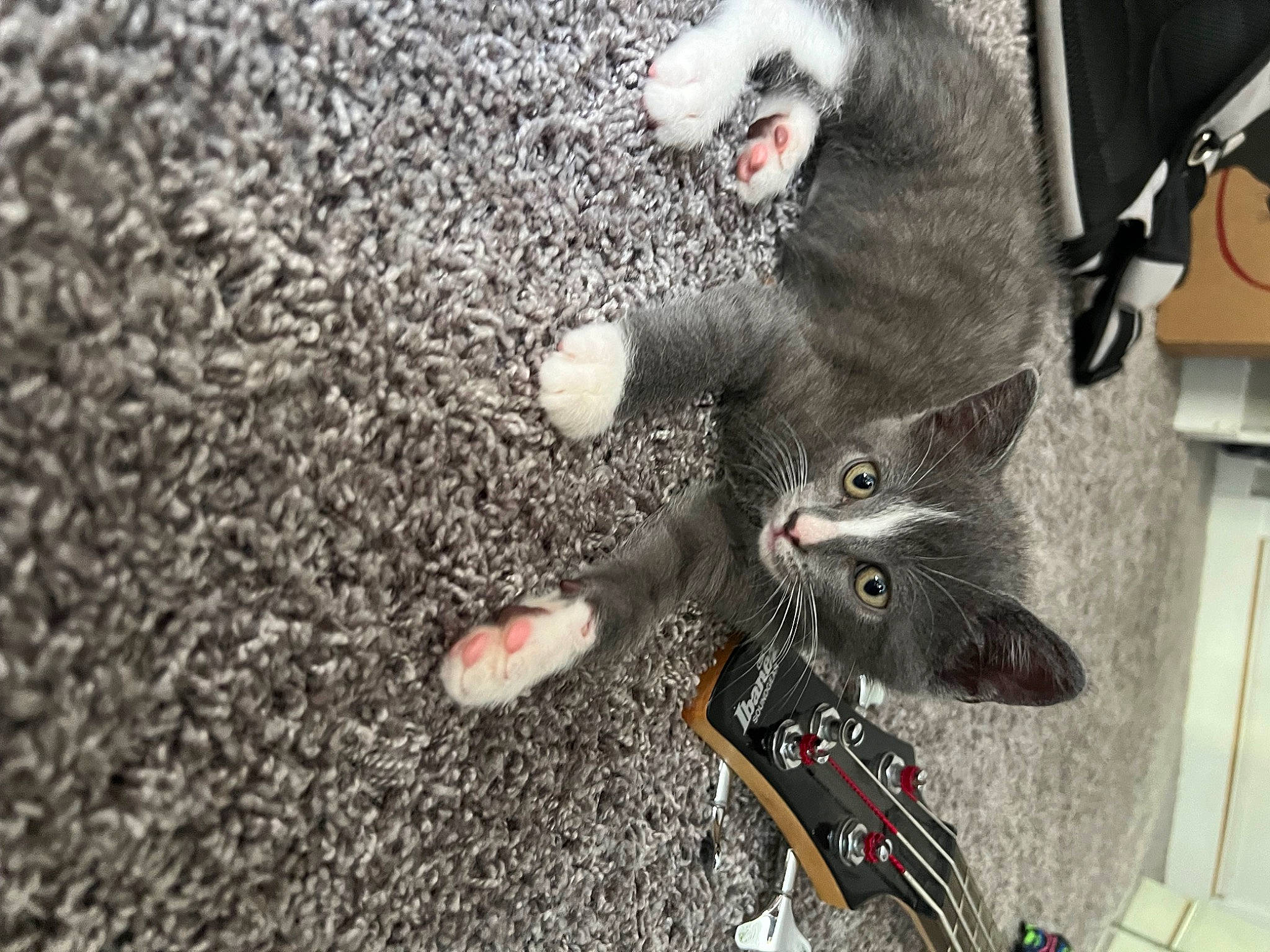 Moon is registered to the contest to win money with this photo: black_cat, carmine, carnivore, cat, cat_toy, claw, collar, companion_dog, dog_breed, dog_supply, domestic_short_haired_cat, felidae, fur, grey, paw, small_to_medium_sized_cats, soil, tail, whiskers, working_animal