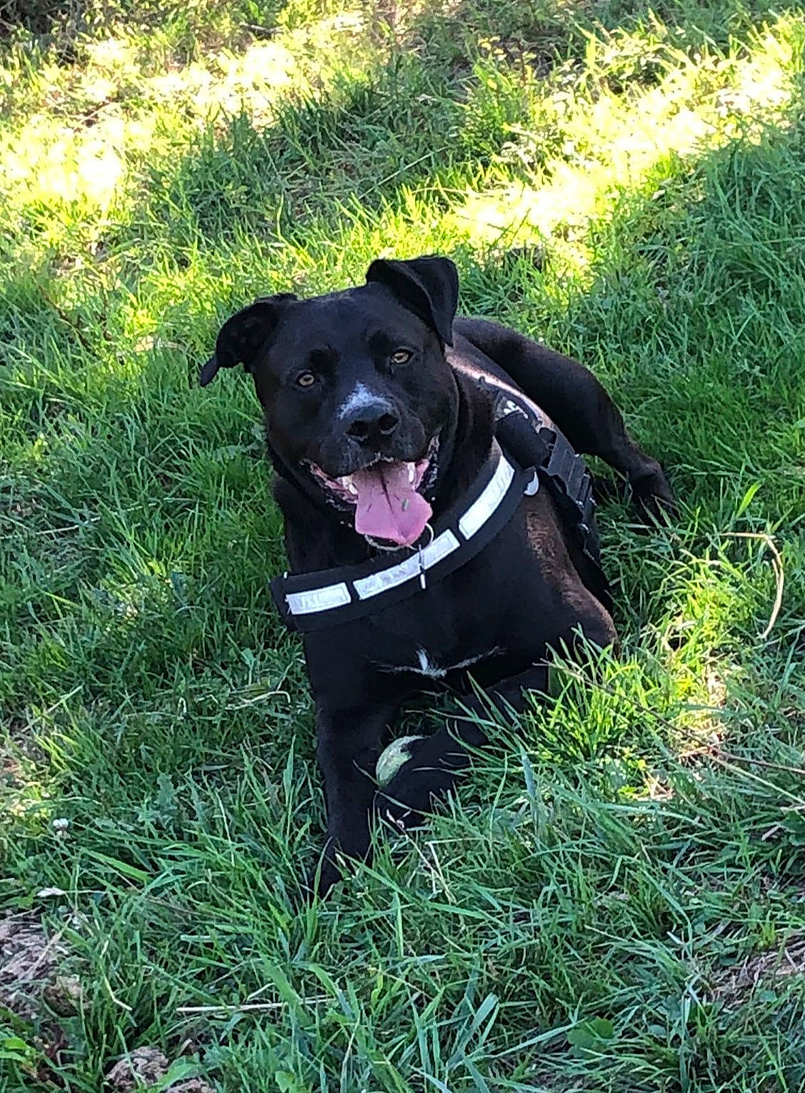 Paddy participe au concours pour gagner de l'argent avec cette photo : borador, canidae, carnivore, collar, companion_dog, dog, dog_breed, dog_collar, fawn, grass, groundcover, leash, personal_protective_equipment, pet_supply, plant, snout, sporting_group, tail, whiskers, working_animal