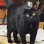 alert, animal, black_cat, cat, counter, curious, domestic, domestic_cat, feline, fur, household, indoor, kitchen, mammal, pet, standing, tail, whiskers, wooden_cabinets, yellow_eyes