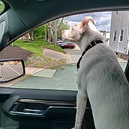 Maxi is registered to the contest to win money with this photo: dog, car_interior, car_window, collar, suburban, street, trees, parked_cars, side_mirror, curious, white_dog, leisure, daytime, outdoor, pet, animal, road, house, cloudy_sky, view