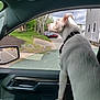 dog, car_interior, car_window, collar, suburban, street, trees, parked_cars, side_mirror, curious, white_dog, leisure, daytime, outdoor, pet, animal, road, house, cloudy_sky, view