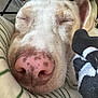 dog, sleeping, close_up, nose, pink_nose, brown_spots, plush_toy, blanket, striped_blanket, resting, pet, fur, whiskers, ears, cute, calm, cozy, indoor, animal, companion