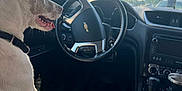 Maxi joined the competition — help win amazing prizes! dog, car_interior, steering_wheel, seat, window, sunlight, pet, animal, leash, dashboard, cup, gear_shift, black_leather, chevrolet_logo, daytime, side_view, happy, domestic_animal, transportation, road_trip