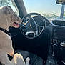 dog, car_interior, steering_wheel, seat, window, sunlight, pet, animal, leash, dashboard, cup, gear_shift, black_leather, chevrolet_logo, daytime, side_view, happy, domestic_animal, transportation, road_trip