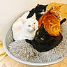 cats, four_cats, pet, animals, feline, orange_cat, white_cat, black_cat, cat_bed, fluffy_bed, cuddling, sleeping, indoors, home, floor, wooden_floor, tile_floor, cozy, fur, whiskers