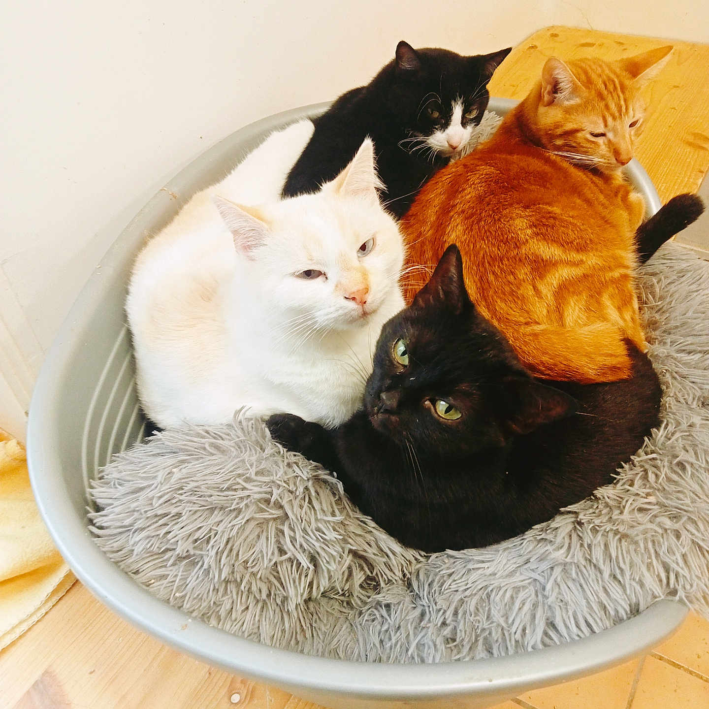 Refuge