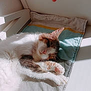 Sherkan participe au concours pour gagner de l'argent avec cette photo : animal, blanket, calico_cat, cat, closed_eyes, cozy, cushion, fluffy, fur, hand, indoors, paws, pet, pink_nose, relaxed, sleeping, sunbeam, sunlight, whiskers, window