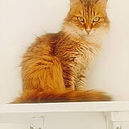 Tigri participe au concours pour gagner de l'argent avec cette photo : cat, orange_cat, fluffy, longhaired, feline, pet, animal, portrait, sitting, green_eyes, whiskers, ears, tail, fur, ginger, indoors, white_background, shelf, front_view, cute