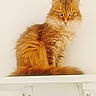 animal, cat, cute, ears, feline, fluffy, front_view, fur, ginger, green_eyes, indoors, longhaired, orange_cat, pet, portrait, shelf, sitting, tail, whiskers, white_background