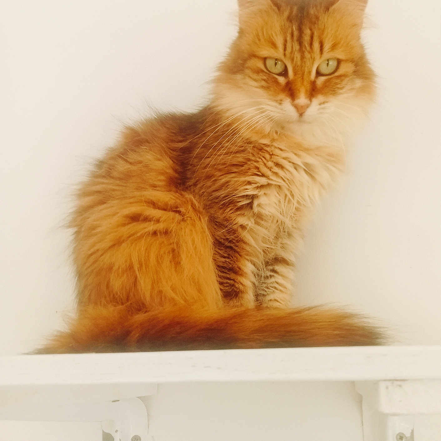 Tigri