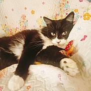 Bounty participe au concours pour gagner de l'argent avec cette photo : animal, bed, black_and_white, blanket, cat, feline, floral_pattern, indoors, kitten, lying_down, paws, pet, portrait, quilt, relaxed, toy, tuxedo_cat, whiskers, white_paws, yellow_eyes