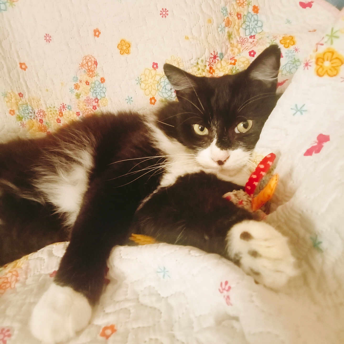 Bounty participe au concours pour gagner de l'argent avec cette photo : animal, bed, black_and_white, blanket, cat, feline, floral_pattern, indoors, kitten, lying_down, paws, pet, portrait, quilt, relaxed, toy, tuxedo_cat, whiskers, white_paws, yellow_eyes