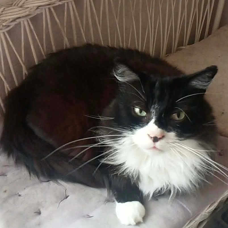Bounty participe au concours pour gagner de l'argent avec cette photo : cat, black_and_white, fluffy, fur, whiskers, green_eyes, wicker_chair, cushion, pet, indoor, relaxed, animal, feline, close_up, resting, paw, face, cozy, domestic, cute