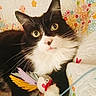 Bounty a rejoint le concours — aidez-le/la à gagner de superbes lots ! bird_toy, black_and_white, blanket, cat, close_up, colorful, cute, feline, fluffy, fur, green_eyes, indoors, lying_down, pet, portrait, quilt, sitting, stuffed_toy, tuxedo_cat, whiskers