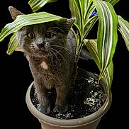 Anakin a rejoint le concours — aidez-le/la à gagner de superbes lots ! cat, kitten, plant, potted_plant, green_leaves, soil, pot, curious, fur, whiskers, indoor, pet, young_cat, leaf, nature, cute, animal, small, domestic, feline