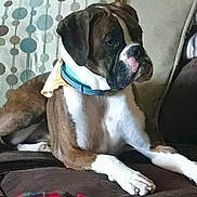 Willow joined the competition — help win amazing prizes! dog, boxer, couch, indoor, pet, relaxed, brown, white, collar, patterned_pillow, blanket, furniture, animal, canine, resting, side_view, domestic, companion, cute, alert