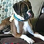 dog, boxer, couch, indoor, pet, relaxed, brown, white, collar, patterned_pillow, blanket, furniture, animal, canine, resting, side_view, domestic, companion, cute, alert