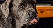Choupette a rejoint le concours — aidez-le/la à gagner de superbes lots ! dog, large_dog, mastiff, canine, pet, animal, face, portrait, tongue, serious_expression, indoors, table, wooden_table, butter, remote_control, television, house, garden, villa, sunlight