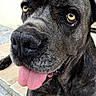 Choupette participe au concours pour gagner de l'argent avec cette photo : dog, black_dog, large_dog, mastiff, canine, pet, tongue, panting, brown_eyes, black_fur, short_fur, close_up, portrait, outdoor, doorstep, tile, brick_wall, stucco, collar, funny_expression